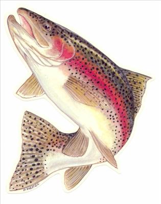 Rainbow Trout