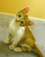 CAT?!?