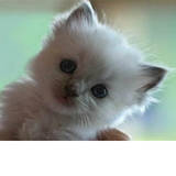 kitty