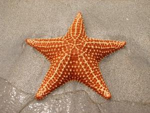 sea star