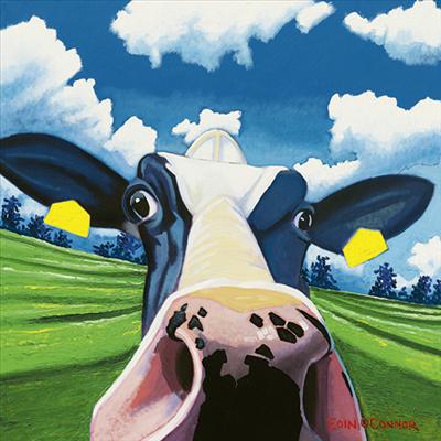 Nosey Cow