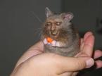 Scary Hamster