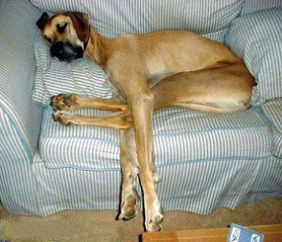 couch potato dog