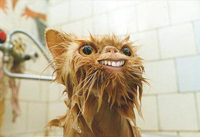 bad hairday cat
