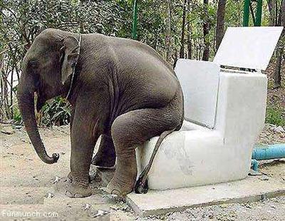 elephant using toilet