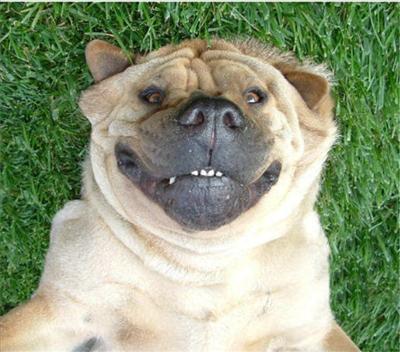 happy dog