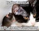 traitor mouse