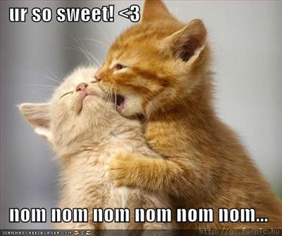 romantic cat