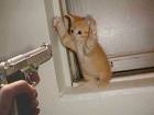 shot cat