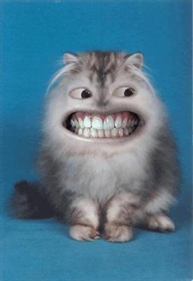 smiling cat