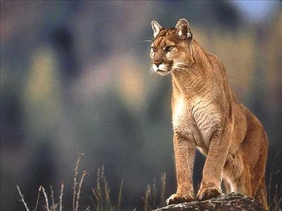 Couger