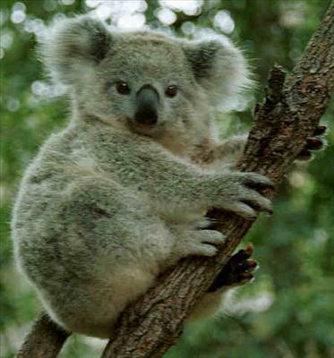 Koala Bear