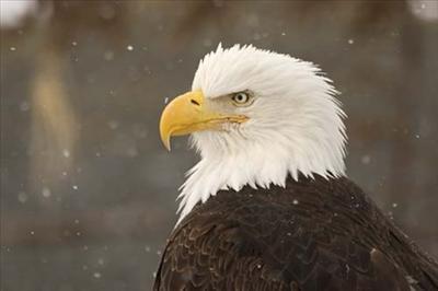 Eagle