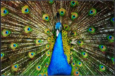 Peacock