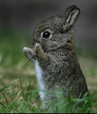 Bunny