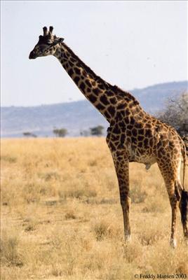 Giraffe