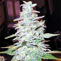 Black Widow  