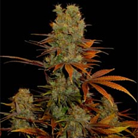 Somango