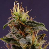 NYC Diesel