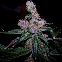 Blueberry  