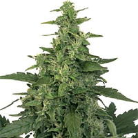 Chronic