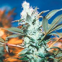 Afghanica  