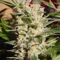 Belladonna  