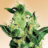 Jack Herrer  