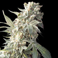 AK - 47  