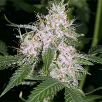 White Widow  