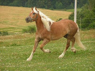 Kobyla
