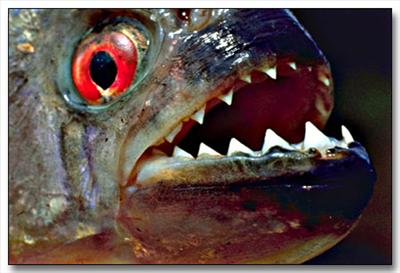 Piranha