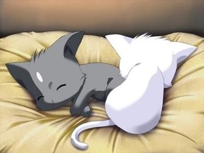 neko kittehz!