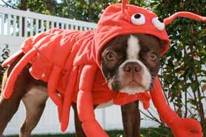 Scary Dog