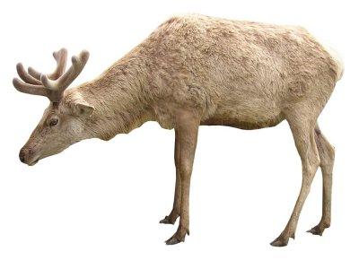 reindeer 