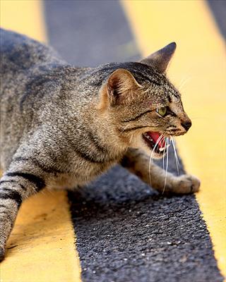 Bipolar Cat