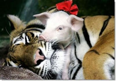 hugable pig