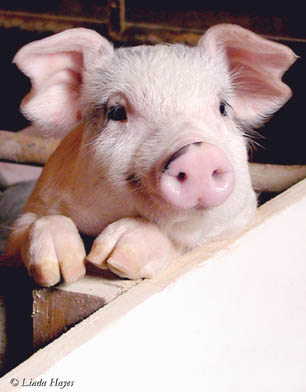 fat pig