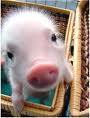cheeky pig