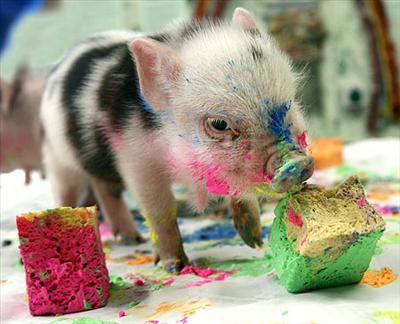 artistik pig