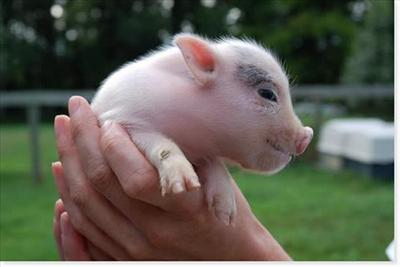 little pig