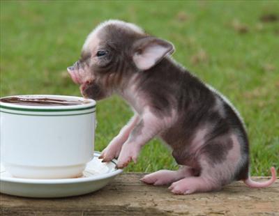 greedy pig