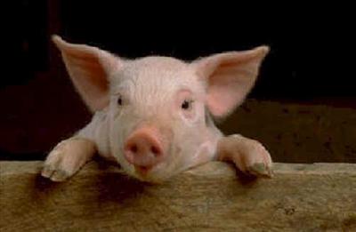 nosey pig