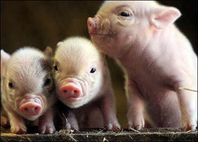 friendly pig