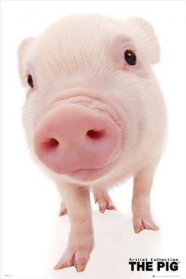 funny pig