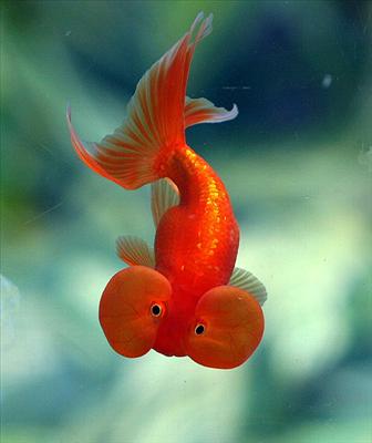 The Exausted Goldfish!