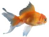 Goldfish!