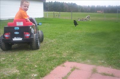 Get That Cat!