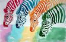 zebras of the rainbow