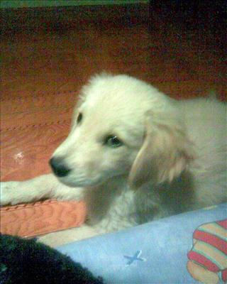 Oliver !